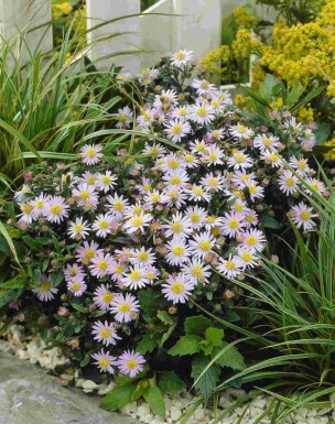 Höstaster Aster ageratoides 'Stardust' 5-10 i kruka P9 Aster ageratoides 'Stardust'