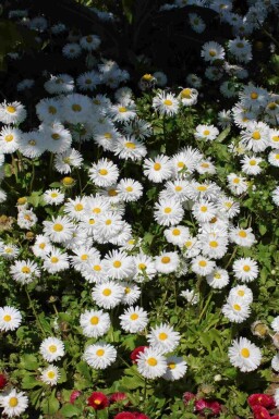 Buskaster Aster ageratoides 'Starshine' 5-10 i kruka P9 Aster ageratoides 'Starshine'