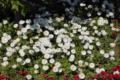 Buskaster Aster ageratoides 'Starshine' 5-10 i kruka P9 Aster ageratoides 'Starshine'