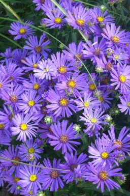 Höstaster Aster amellus 'Rudolf Goethe' 5-10 i kruka P9 Aster amellus 'Rudolf Goethe'