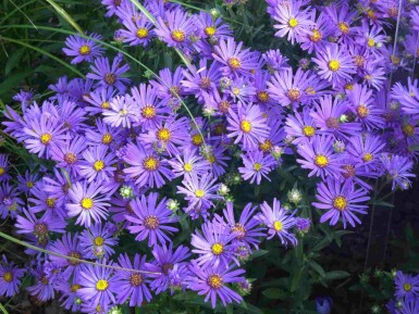 Höstaster Aster amellus 'Rudolf Goethe' 5-10 i kruka P9 Aster amellus 'Rudolf Goethe'