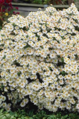 Oktoberaster Aster dumosus 'Apollo' 5-10 i kruka P9 Aster dumosus 'Apollo'