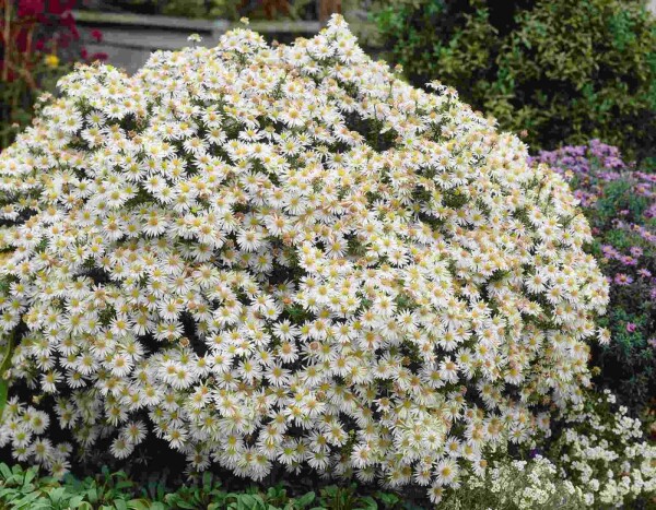 Aster dumosus 'Apollo'