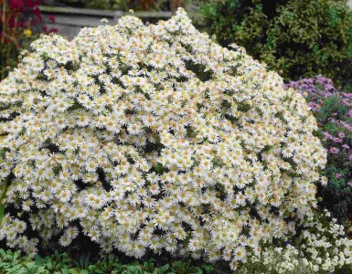 Aster dumosus 'Apollo'