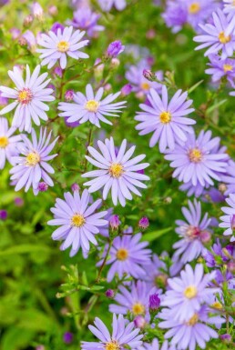 Höstaster Aster cordifolius 'Little Carlow' 5-10 i kruka P9 Aster cordifolius 'Little Carlow'