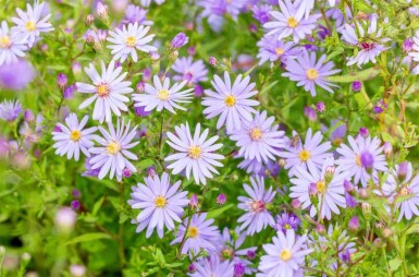 Aster cordifolius 'Little Carlow'