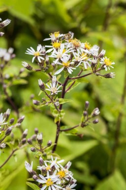 Aster divaricatus