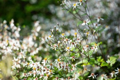 Aster divaricatus