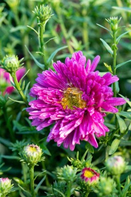 Höstaster Aster dumosus 'Jenny' 5-10 i kruka P9 Aster dumosus 'Jenny'