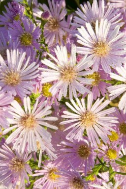 Höstaster Aster pringlei 'Pink Star' 5-10 i kruka P9 Aster pringlei 'Pink Star'