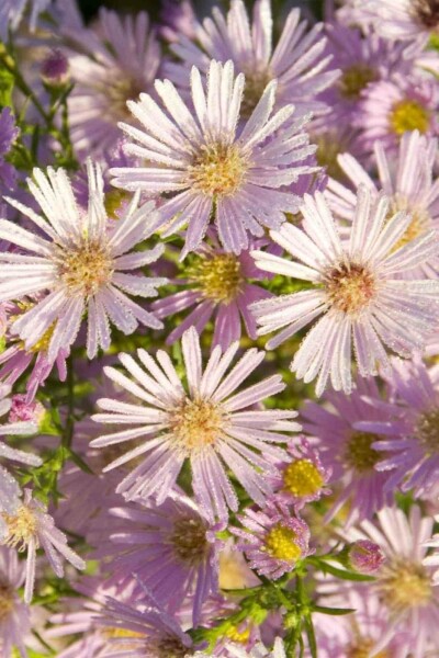 Aster pringlei 'Pink Star'