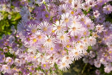 Aster pringlei 'Pink Star'
