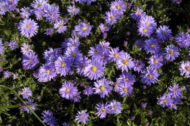 Aster dumosus 'Professor Anton Kippenberg'