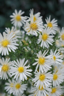 Aster Aster dumosus 'Schneekissen' 5-10 i kruka P9 Aster dumosus 'Schneekissen'