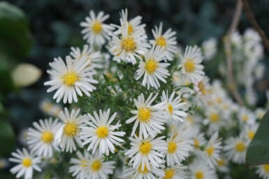 Aster Aster dumosus 'Schneekissen' 5-10 i kruka P9 Aster dumosus 'Schneekissen'