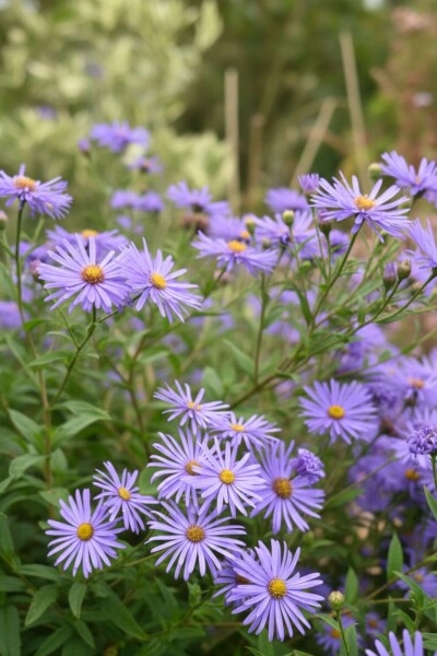 Aster Aster thomsonii 5-10 i kruka P9 Aster thomsonii