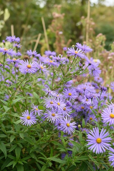 Aster thomsonii