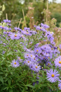 Aster Aster thomsonii 5-10 i kruka P9 Aster thomsonii