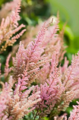 Astilbe Astilbe arendsii 'Erika' 5-10 i kruka P9 Astilbe arendsii 'Erika'