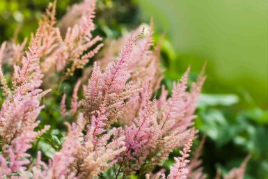 Astilbe Astilbe arendsii 'Erika' 5-10 i kruka P9 Astilbe arendsii 'Erika'