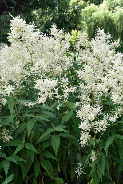 Astilbe Astilbe japonica 'Deutschland' 5-10 i kruka P9 Astilbe japonica 'Deutschland'