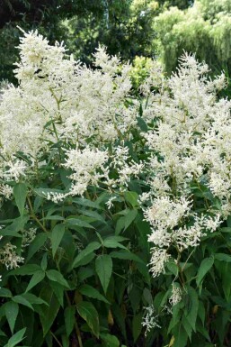 Astilbe Astilbe japonica 'Deutschland' 5-10 i kruka P9 Astilbe japonica 'Deutschland'