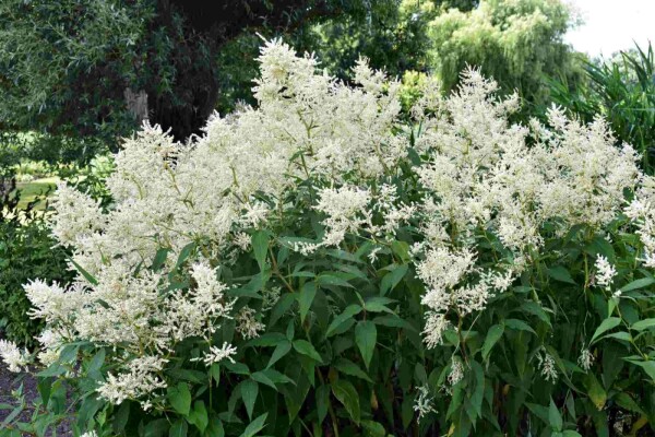 Astilbe japonica 'Deutschland'