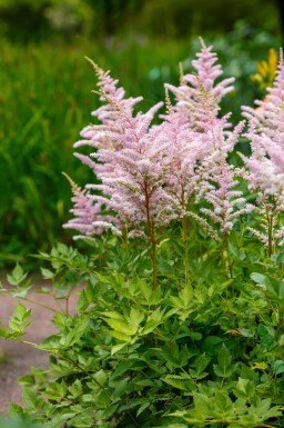 Astilbe Astilbe japonica 'Europa' 5-10 i kruka P9 Astilbe japonica 'Europa'