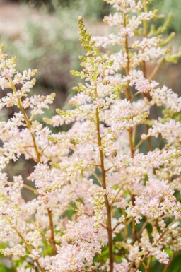 Astilbe Astilbe japonica 'Peach Blossom' 5-10 i kruka P9 Astilbe japonica 'Peach Blossom'