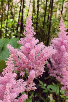 Astilbe Astilbe japonica 'Rheinland' 5-10 i kruka P9 Astilbe japonica 'Rheinland'