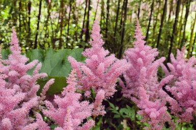 Astilbe Astilbe japonica 'Rheinland' 5-10 i kruka P9 Astilbe japonica 'Rheinland'