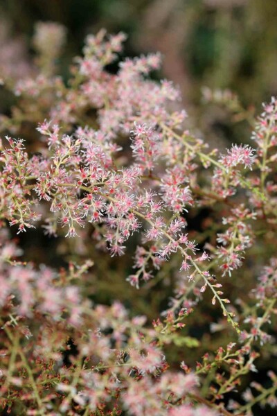 Astilbe Astilbe simplicifolia 'Sprite' 5-10 i kruka P9 Astilbe simplicifolia 'Sprite'