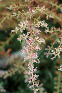 Astilbe Astilbe simplicifolia 'Sprite' 5-10 i kruka P9 Astilbe simplicifolia 'Sprite'