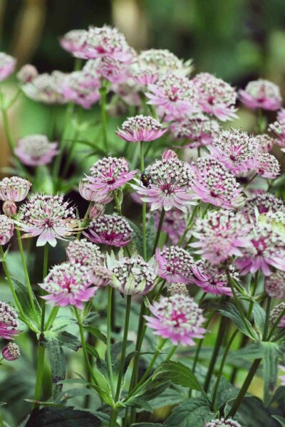 Stjärnflocka Astrantia major 'Buckland' 5-10 i kruka P9 Astrantia major 'Buckland'