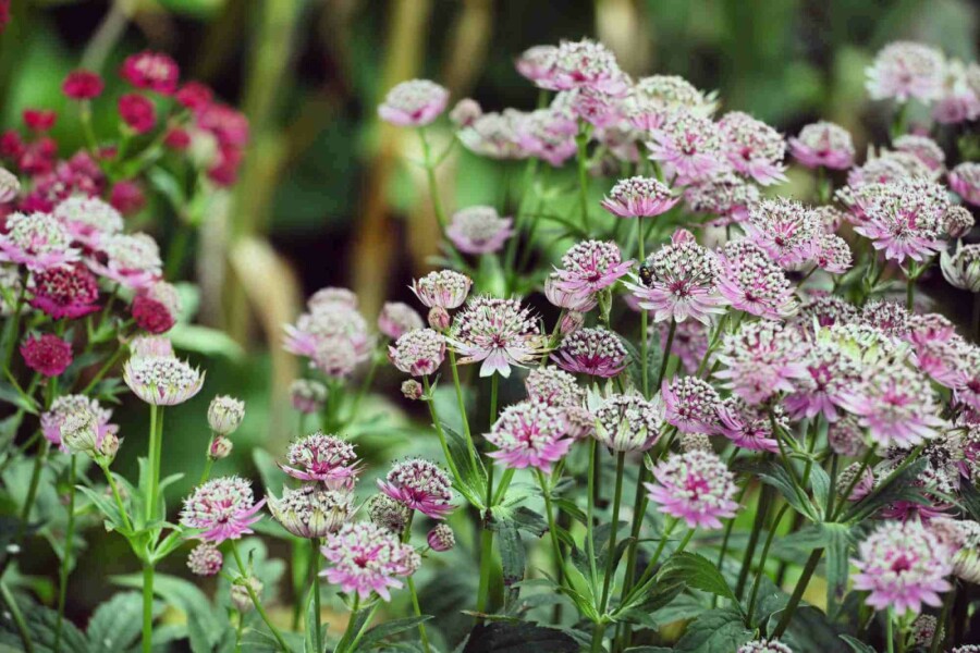 Stjärnflocka Astrantia major 'Buckland' 5-10 i kruka P9 Astrantia major 'Buckland'