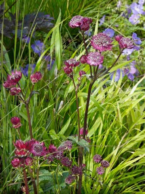 Astrantia major 'Claret'
