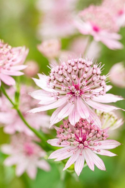 Stjärnflocka Astrantia major 'Roma' 5-10 i kruka P9 Astrantia major 'Roma'