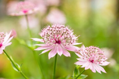 Stjärnflocka Astrantia major 'Roma' 5-10 i kruka P9 Astrantia major 'Roma'