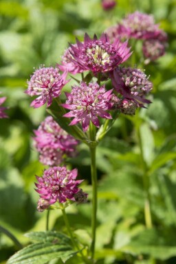 Stjärnflocka Astrantia major 'Rubra' 5-10 i kruka P9 Astrantia major 'Rubra'