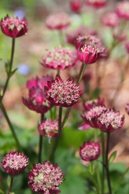 Stjärnflocka Astrantia major 'Moulin Rouge' 5-10 i kruka P9 Astrantia major 'Moulin Rouge'