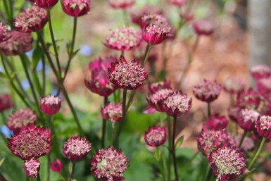 Stjärnflocka Astrantia major 'Moulin Rouge' 5-10 i kruka P9 Astrantia major 'Moulin Rouge'