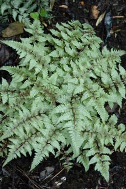 Athyrium niponicum 'Pictum'