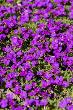 Hamburger aubrietia Aubrieta 'Hamburger Stadtpark' 5-10 i kruka P9 Aubrieta 'Hamburger Stadtpark'