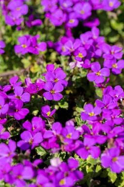 Hamburger aubrietia Aubrieta 'Hamburger Stadtpark' 5-10 i kruka P9 Aubrieta 'Hamburger Stadtpark'