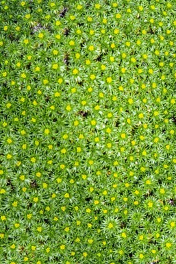 Gulldyna Azorella trifurcata 5-10 i kruka P9 Azorella trifurcata