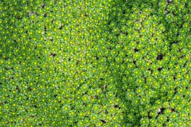 Azorella trifurcata