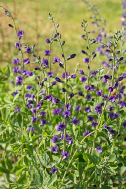 Baptisia australis