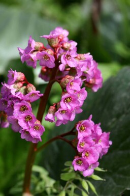 Elefantöra Bergenia cordifolia 'Purpurea' 5-10 i kruka P9 Bergenia cordifolia 'Purpurea'
