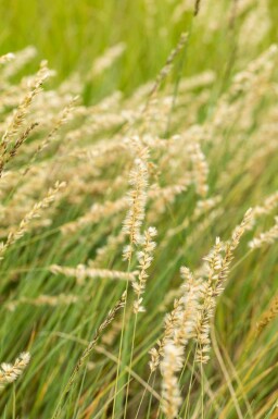 Blå grama Bouteloua gracilis 5-10 i kruka P9 Bouteloua gracilis