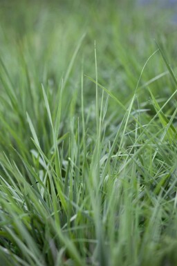 Darrgräs Briza media 5-10 i kruka P9 Briza media